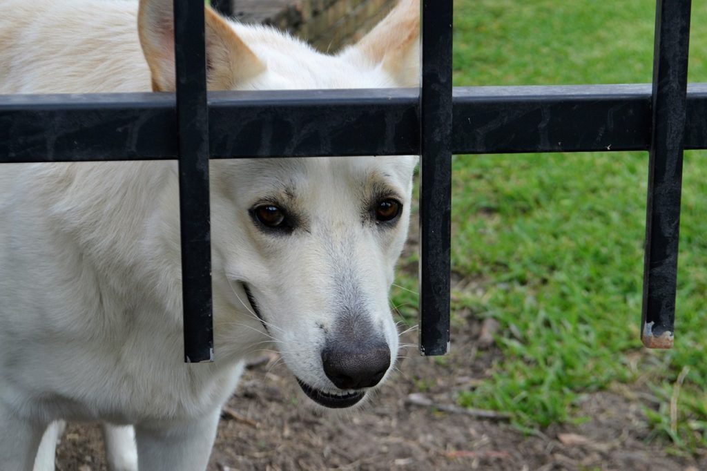 Elektroschocker gegen Hunde – Erlaubnis, Test und Hinweise